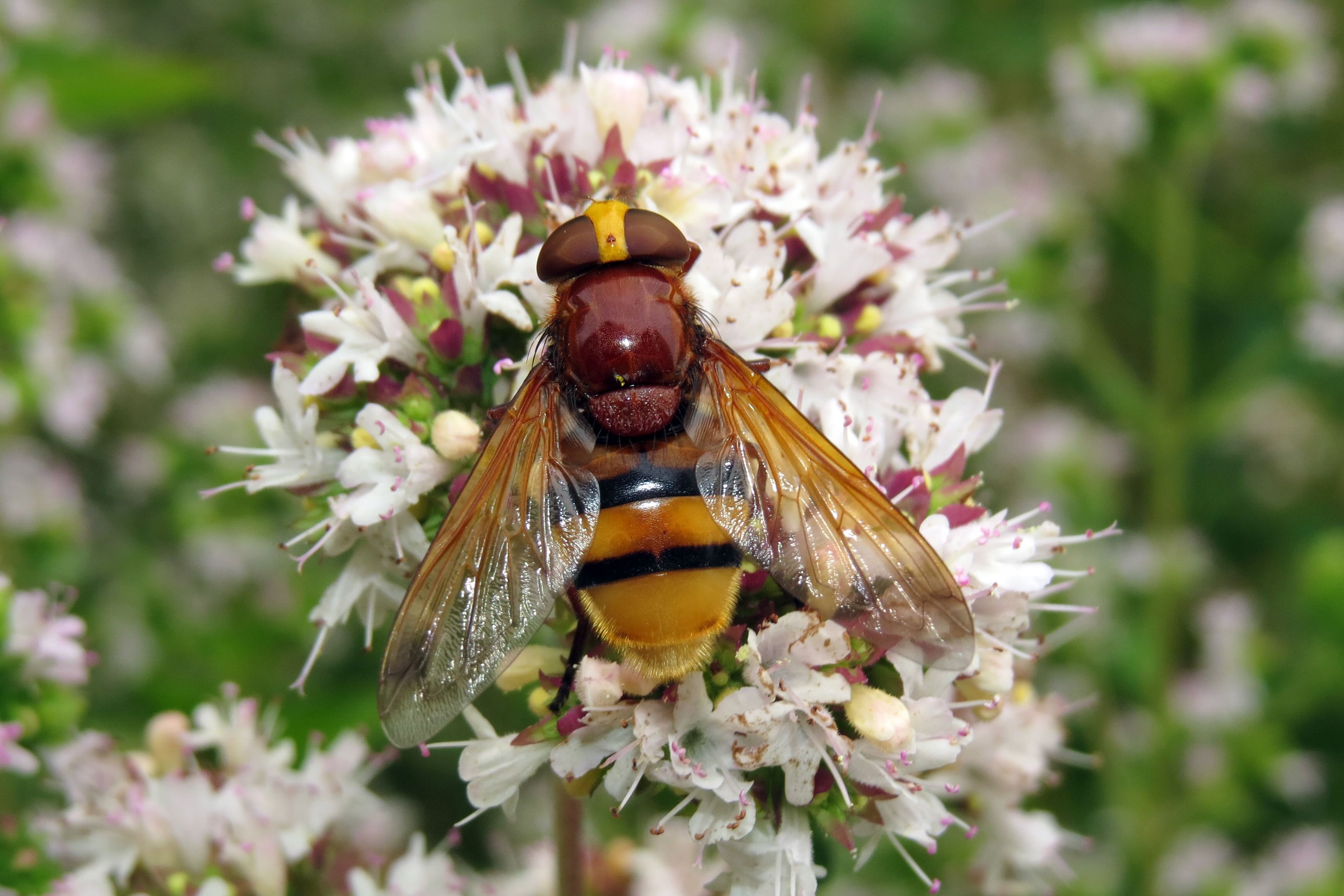 Große Schwebfliege auf Blütenstand Große Schwebfliege auf Blütenstand
