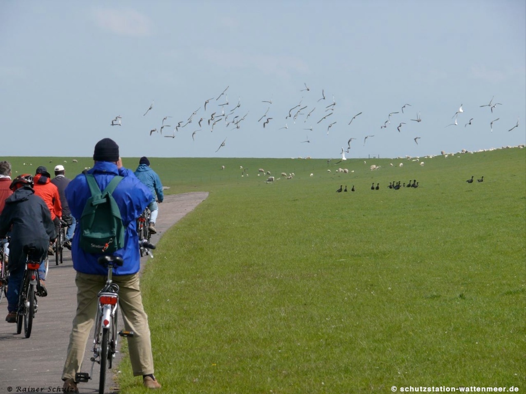 Fahrradtour zur Vogelbeobachtung rund um Westerhever.
