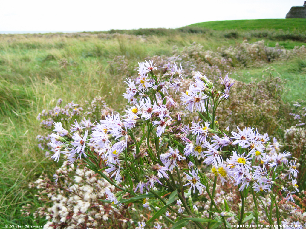 Die Strandaster - imposante Blüte im Spätsommer - Schutzstation Wattenmeer