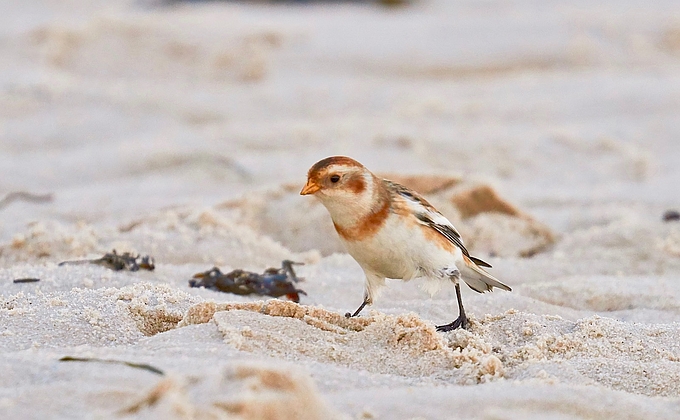 Schneeammer am Strand