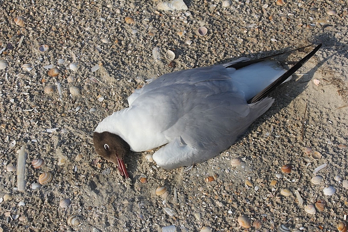 Auf dem Strand verendete Lachmöwe