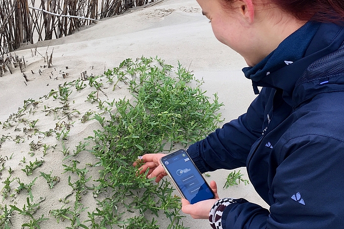 Kartiererin mit Smartphone an Meersenf