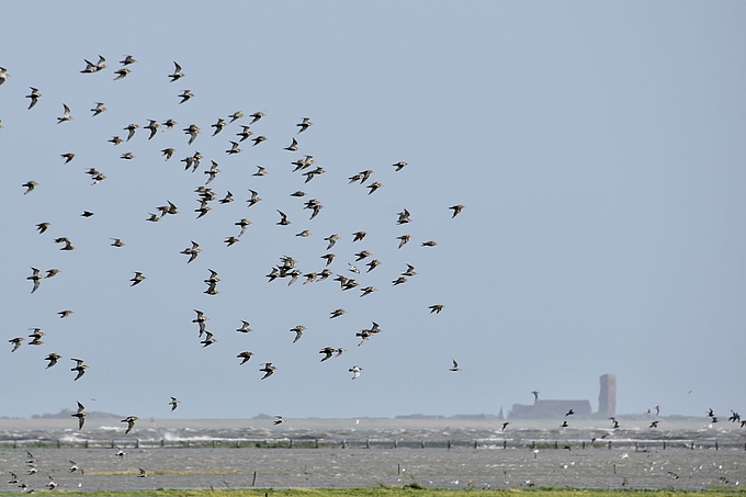 Vögel bei Landunter auf Hooge, im Hintergrund Pellworm
