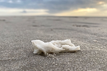 Paraffin auf Sandbank mit Blick zum Horizont