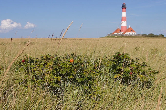 Kartoffelrosen in der Salzwiese am Leuchtturm Westerhever