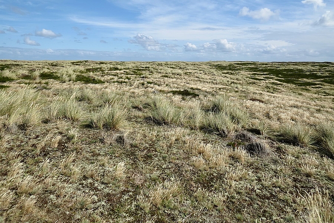 Großer Silbergrasbestand auf Sylt