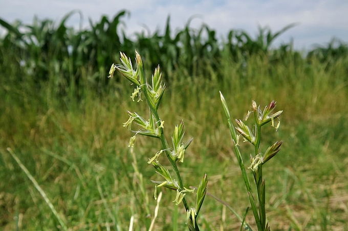 Blütenstände nah Blütenstände nah
