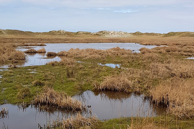 Dünen und Tümpel vor St. Peter-Ording