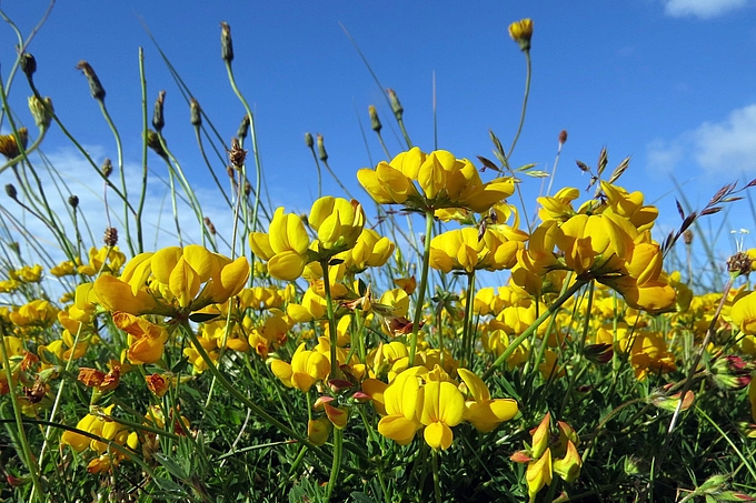 Gelbe Blüten vor blauem Himmel