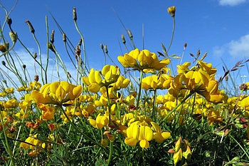 Gelbe Blüten vor blauem Himmel