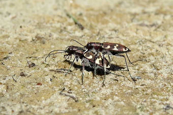 Zwei gemusterte Sandlaufkäfer
