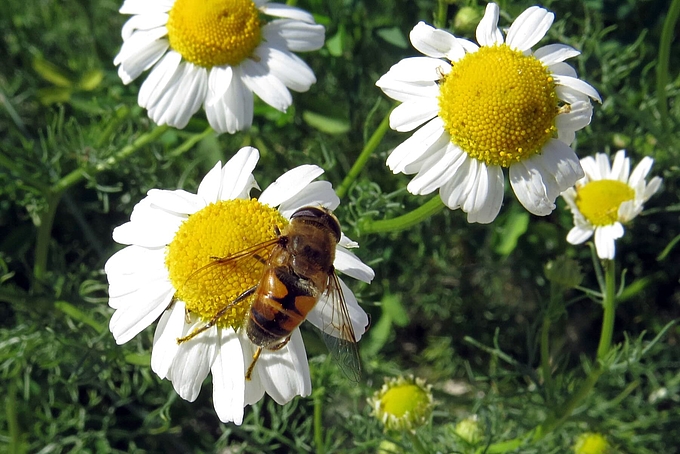 Schwebfliege auf Kamillenblüte Schwebfliege auf Kamillenblüte