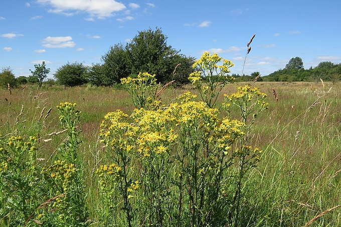 Greiskraut auf Wiese