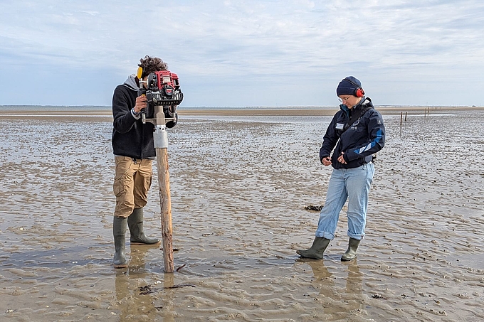 Freiwillige mit Ramme an der Pfahlreihe