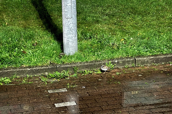 Sandregenpfeifer auf Parkplatz