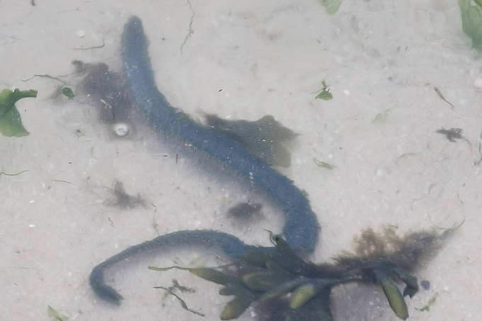 Meerringelwurm im Flachwasser