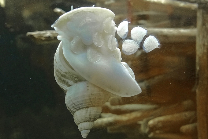 Wellhornschnecke klebt Laichkapseln an Aquarienscheibe