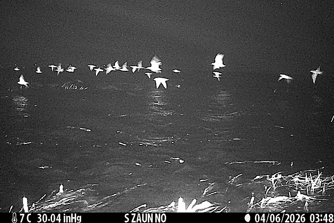 Vogelschwarm über nächtlichem Hochwasser Vogelschwarm über nächtlichem Hochwasser