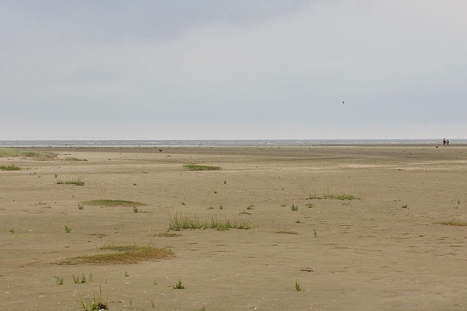 Badegäste mit zwei frei auf dem Strand laufenden Hunden