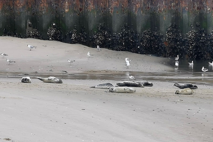 Acht Seehunde und Möwen rasten auf Strand vor Spundwand