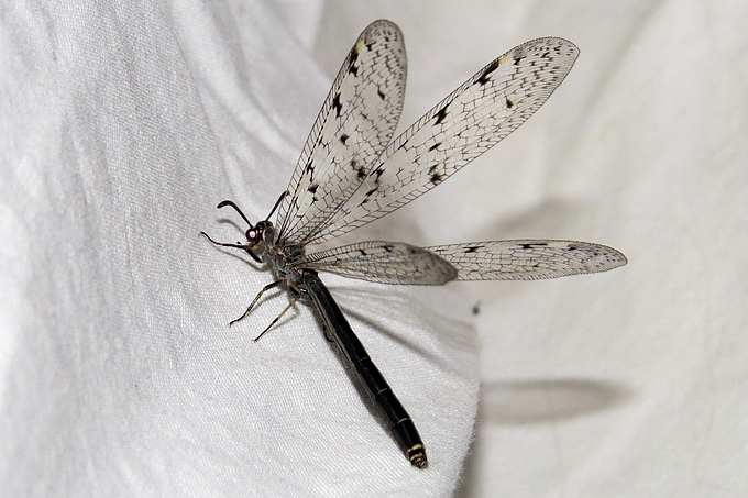 Insekt mit vier schmalen langen Flügeln