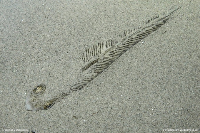 Ein Petermänchen ist eingegraben im Sand und kaum sichtbar.