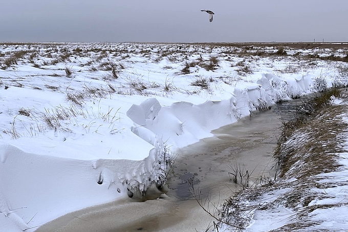 Teilweise zugewehter Salzwiesenpriel