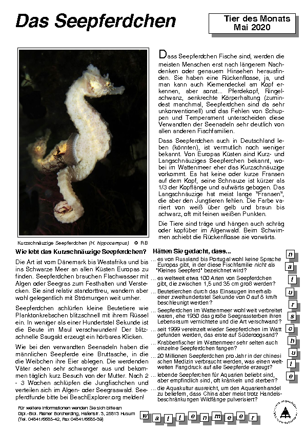 Infoblatt Seepferdchen