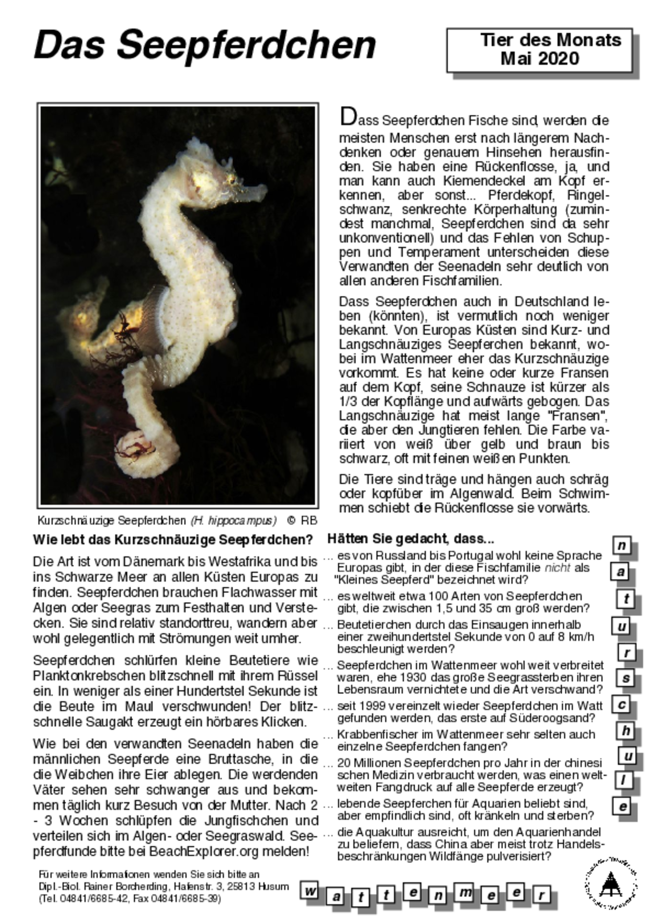Infoblatt Seepferdchen