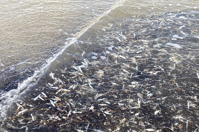 Heringe und Torfstücke in flachem Wasser