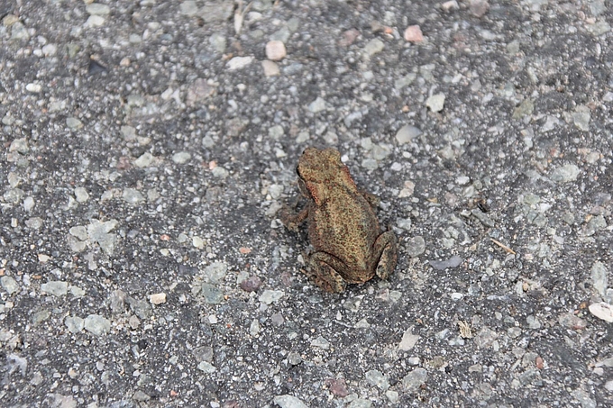 Junge Erdkröte auf Teerweg