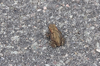 Junge Erdkröte auf Teerweg