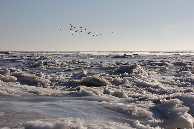 Packeis im Watt mit Vogelschwarm