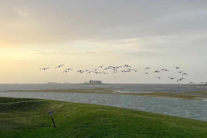 Fliegende Ringelgänse bei Landunter