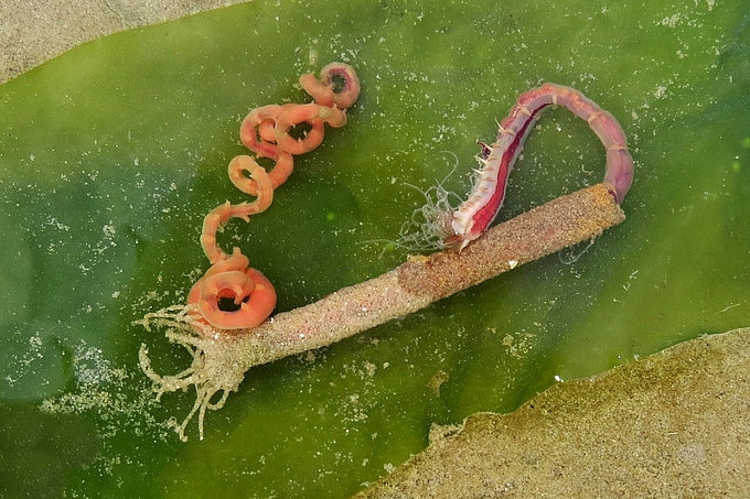 Wurm ragt aus Röhre