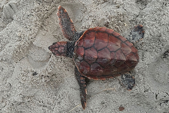 Aufsicht der Schildkröte im Sand