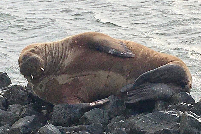 Walross rastet auf Borkum