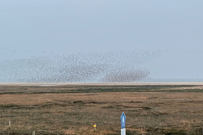 Vogelschwärme über der Sandnehrung