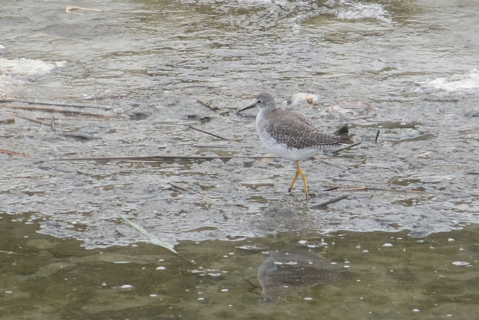 Gelbschenkel in breitem Graben Gelbschenkel in breitem Graben