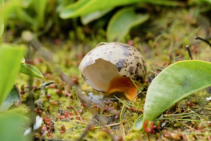 Zerstörtes Ei einer Seeschwalbe