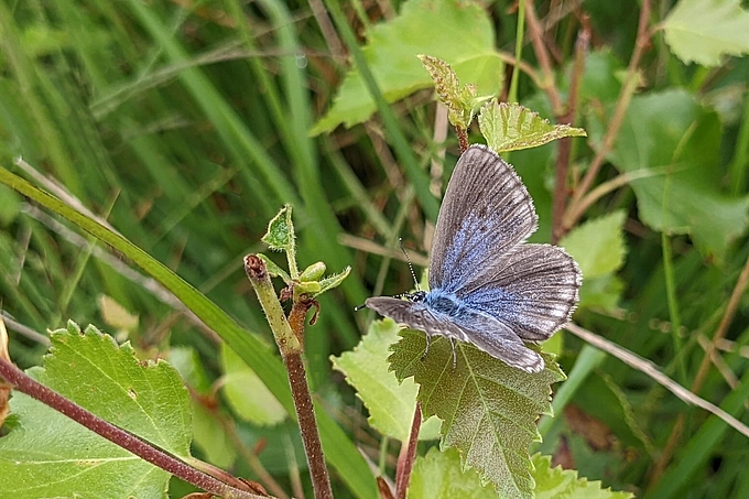 Kleiner graublauer Schmetterling Kleiner graublauer Schmetterling