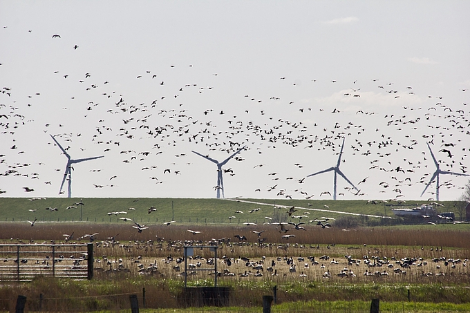Nonnengänse in einem Koog