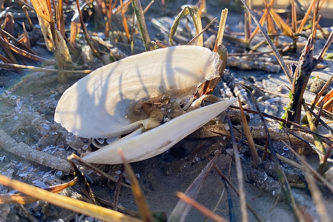 Angespülte Sandklaffmuschel