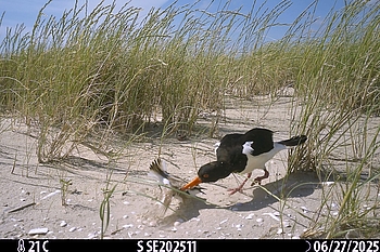 Seeregenpfeifer und Austerfischer kämpfen verbissen