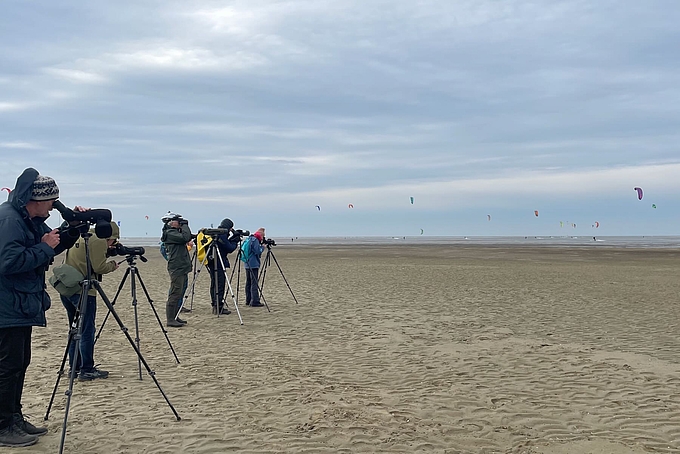 Vogelbeobachter und Kitesurfer Vogelbeobachter und Kitesurfer
