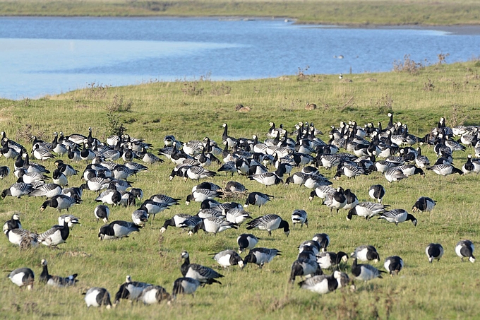 Nonnengänse auf kurzer Wiese