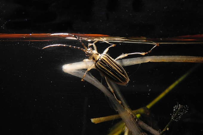 Käfer unter Wasser Käfer unter Wasser