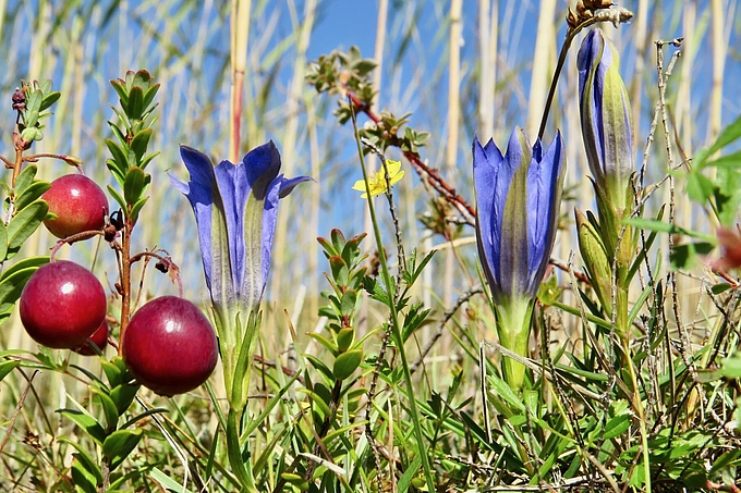 Enzianblüten neben Cranberry-Früchten