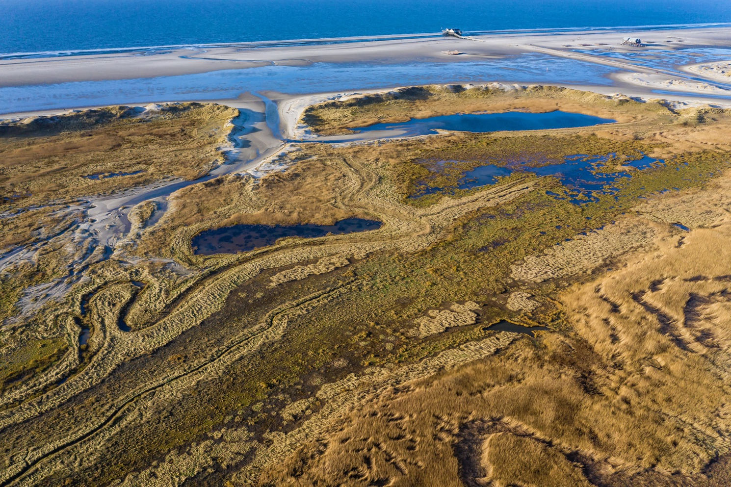 Luftbild von Salzwiesen und Dünen mit geschwungenen Wasserläufen