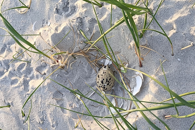 Nestkuhle mit einem gesprenkelten Ei